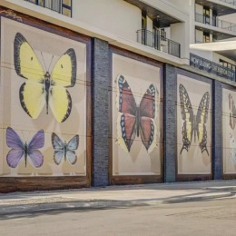 mural on wall of butterflies